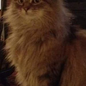 Meet your Posher, Lora